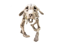 Halloween Skeleton Dog, 71x40x25cm