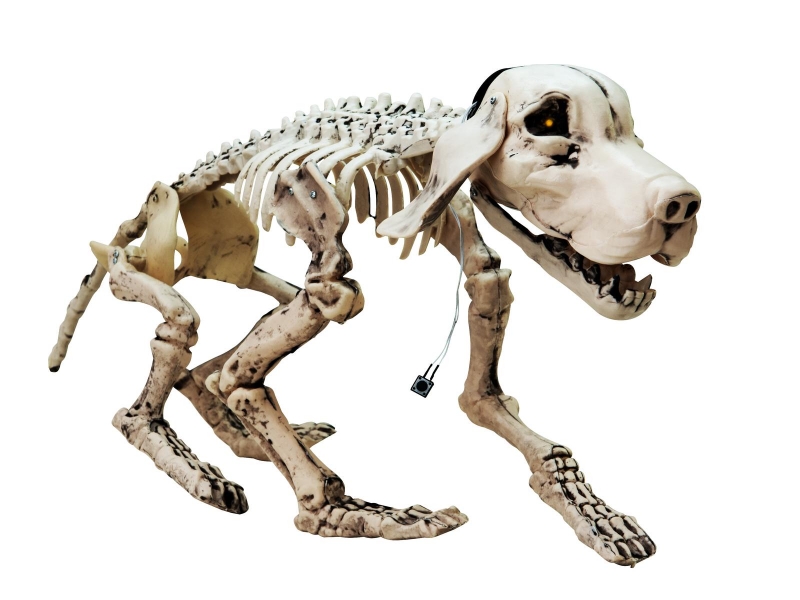 Halloween Skeleton Dog, 71x40x25cm