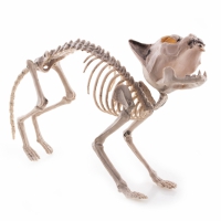 Skelet kat