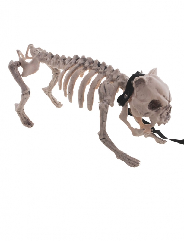 Skelet hond
