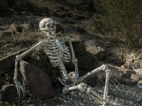 Halloween Skeleton, 150 cm