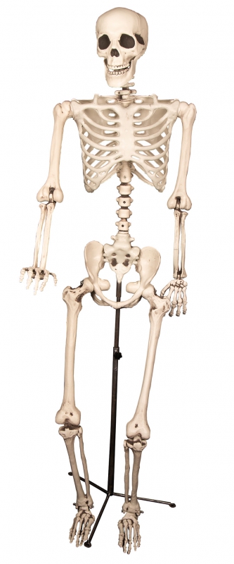 Deco Skelet staand 155cm