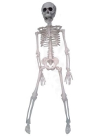 skeletje