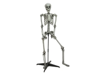 standing skeleton 160CM