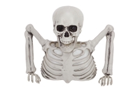 skeleton bust