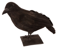 Kraai 30 cm
