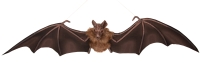 Vleermuis 90 cm